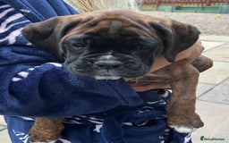 Boxer dogs for sale: READY TO GO - Chunky KC registered Boxer pups - Image 14