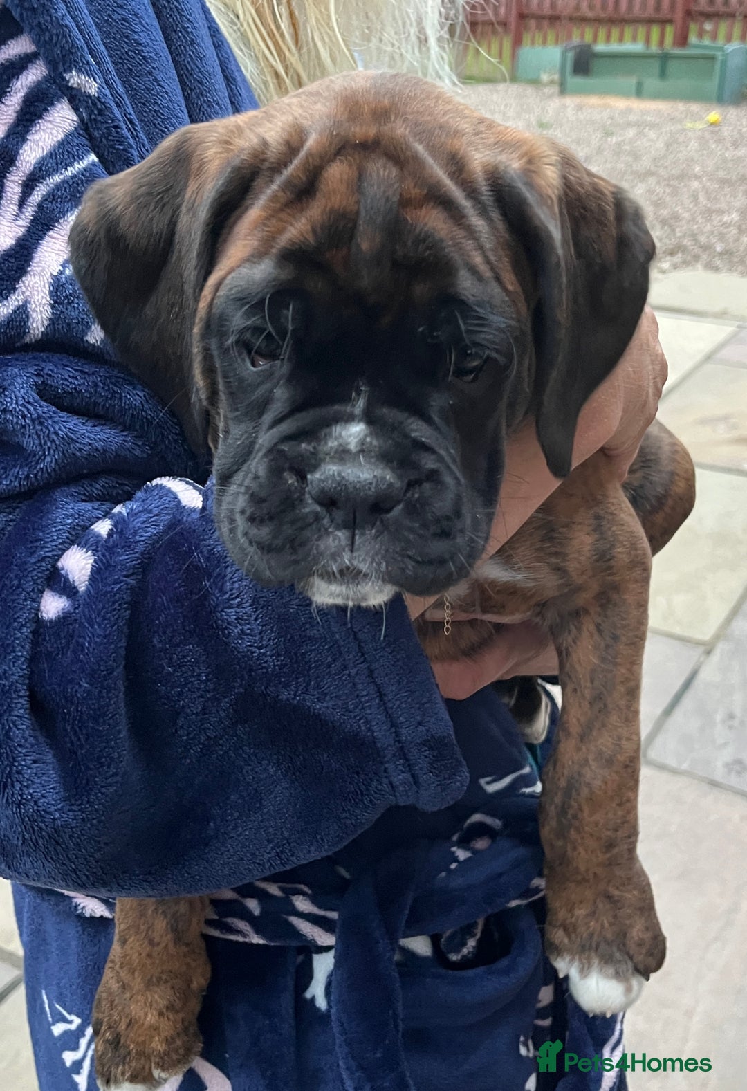 Boxer dogs for sale: READY TO GO - Chunky KC registered Boxer pups - Image 14