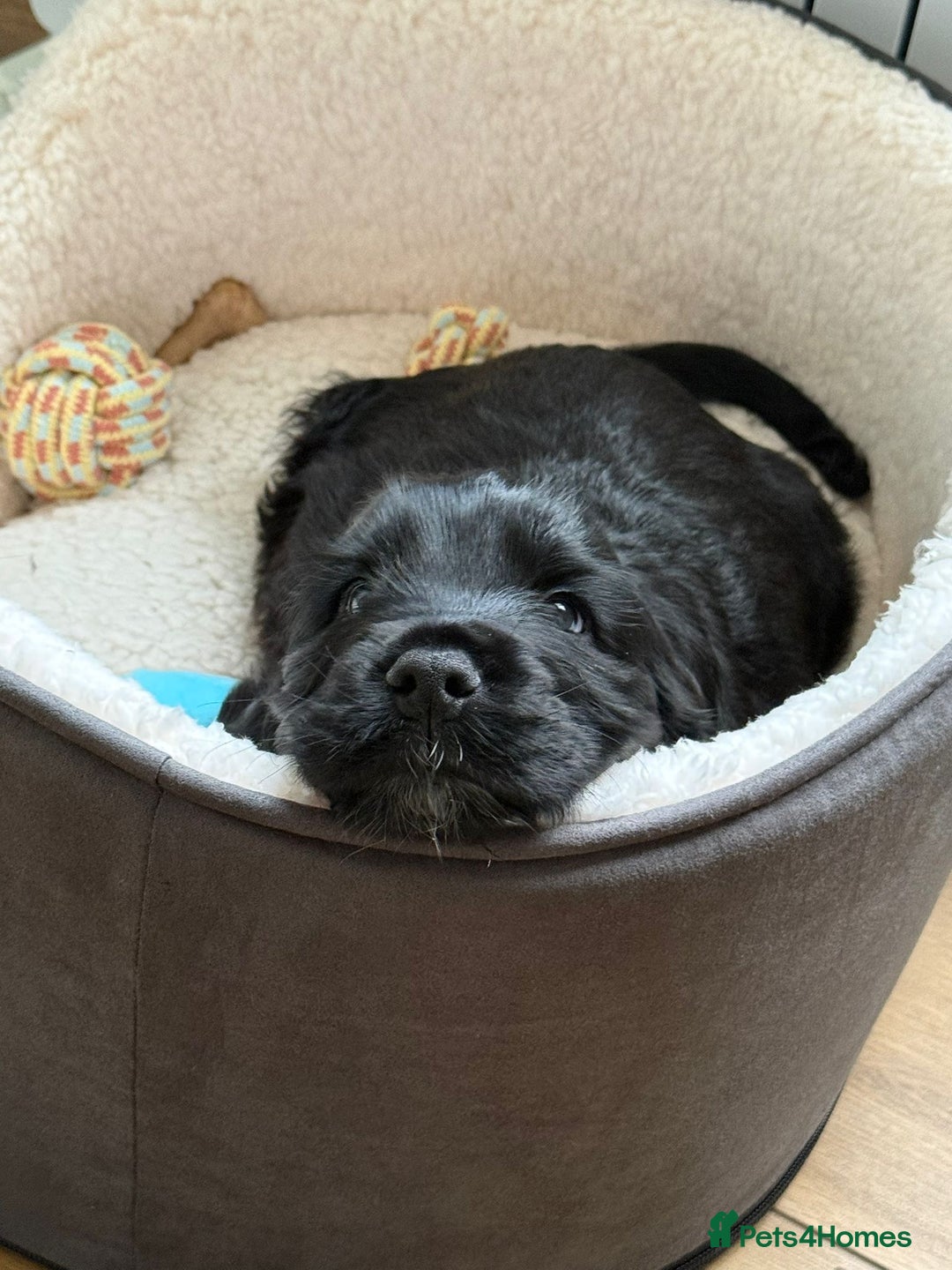 Cocker Spaniel dogs for sale: Show-type KC reg. black/white cocker spaniel puppy - Advert 3