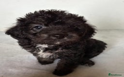Jackapoo dogs for sale: Absolutely stunning jackapoo - Image 6