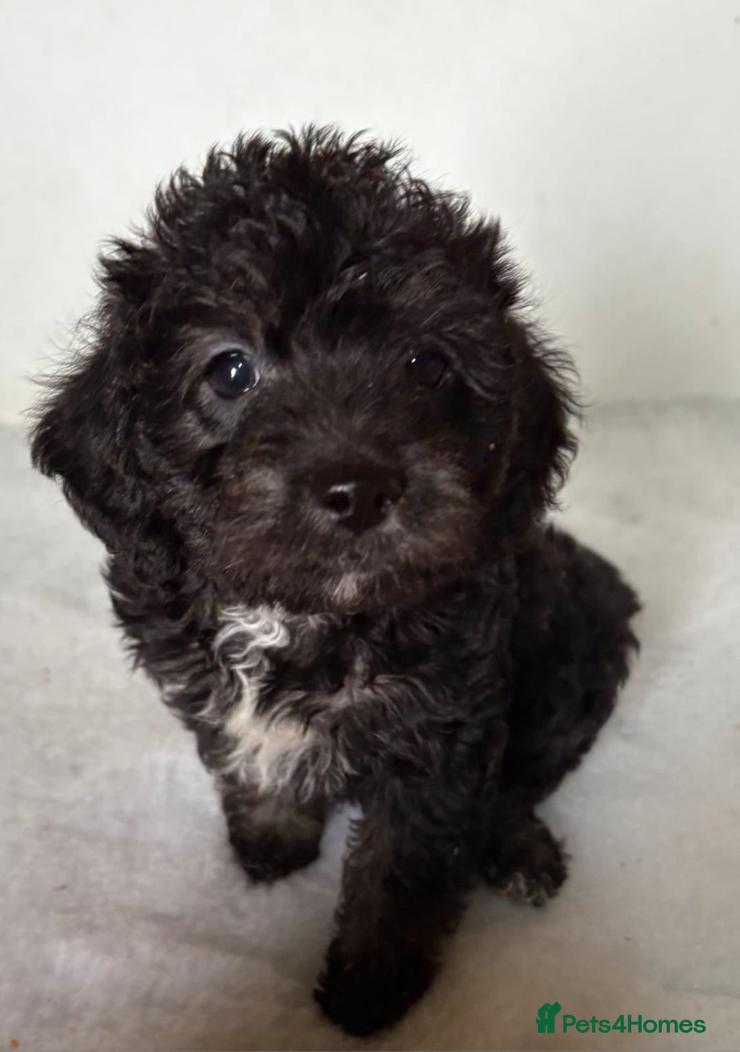 Jackapoo dogs for sale: Absolutely stunning jackapoo - Image 6