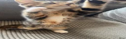 Mixed Breed cats for sale: Half Maine-coon mixed with tabby Kitten in Swindon - Advert 17