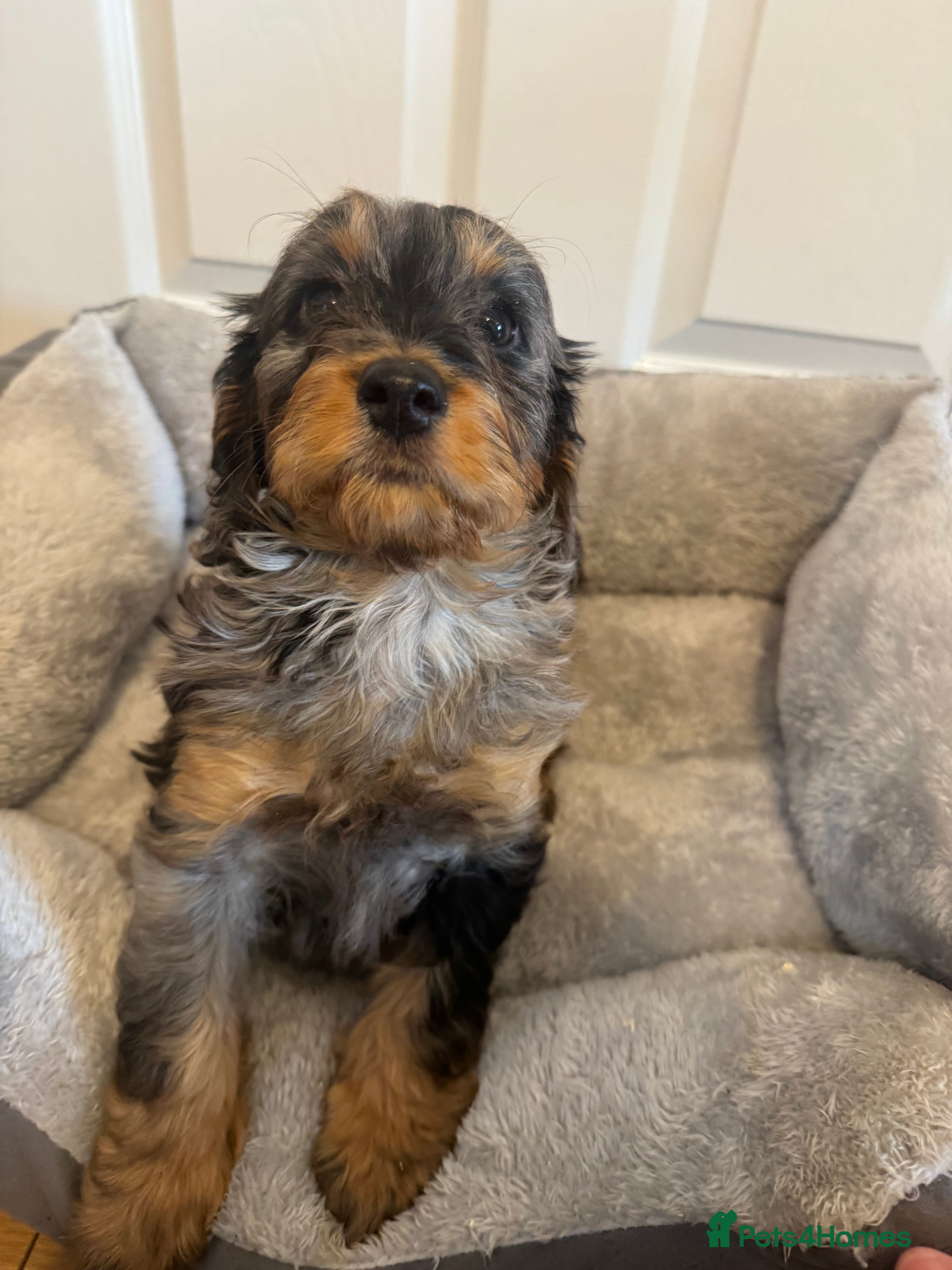 Cockapoo dogs F1 miniature Cockapoos  - Advert 1