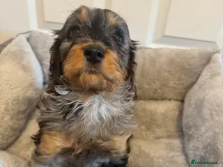 Cockapoo dogs F1 miniature Cockapoos - Advert 1