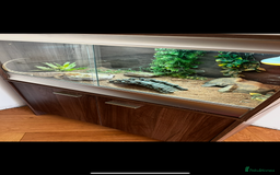 Bearded Dragon reptiles for sale: Bearded dragon - Image 2