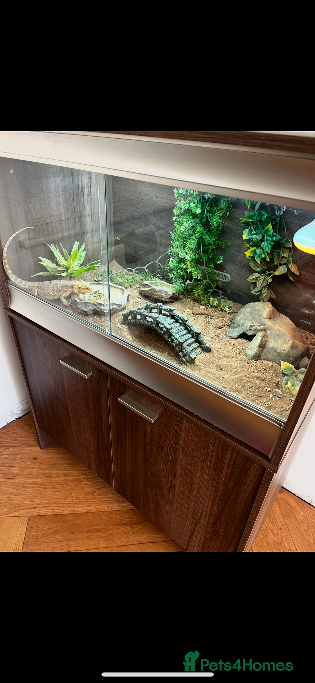 Bearded Dragon reptiles for sale: Bearded dragon - Image 2