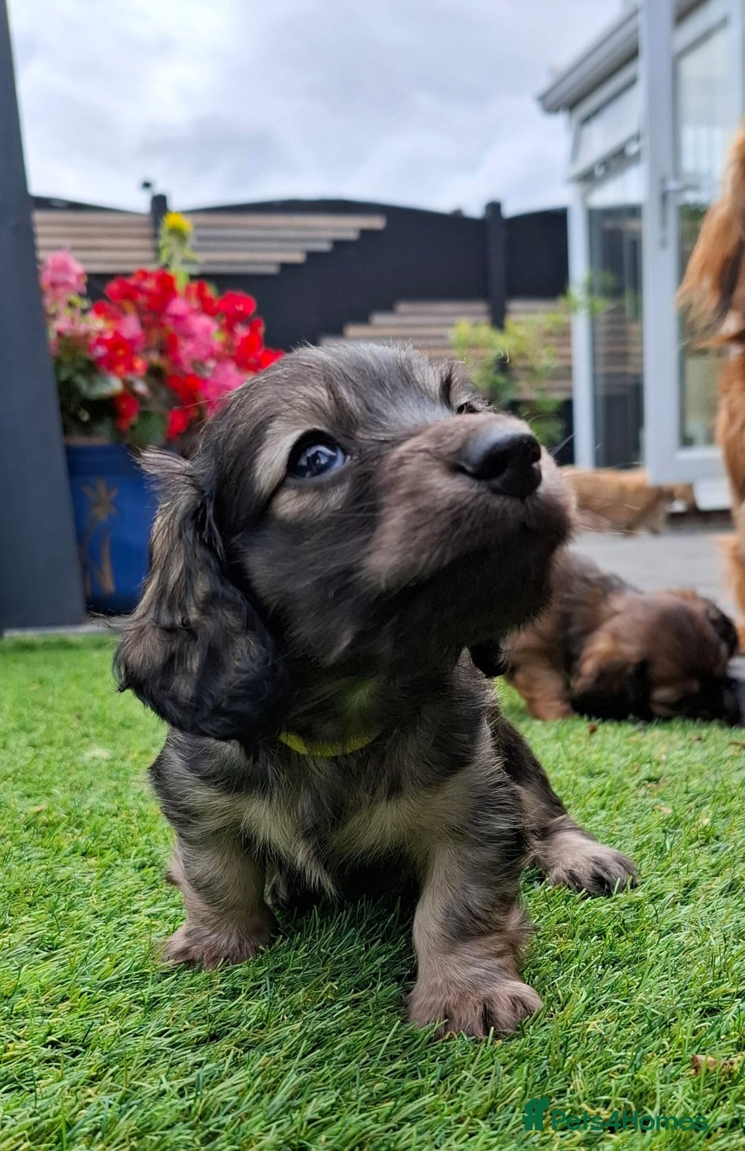Miniature Dachshund dogs for sale: Mini L/H Dachshund boys - Image 10