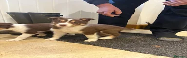 Border Collie 2