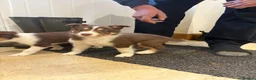 Border Collie dogs for sale: Border collie pups - Advert 3