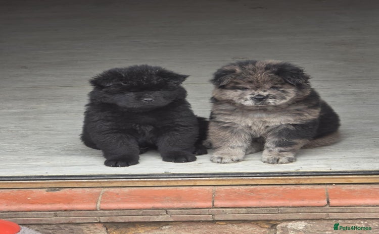 Chow Chow dogs - Advert 4