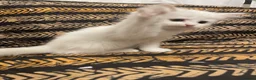 Mixed Breed cats for sale: Half Persian kittens for sale  - Advert 17