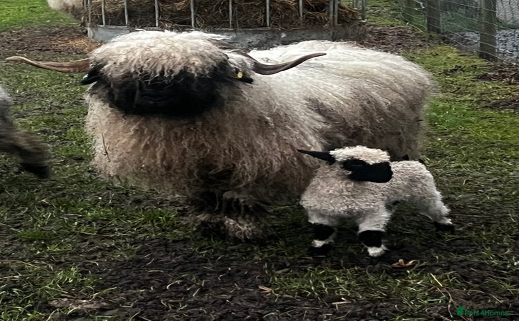 Sheep livestock in Heathfield - Advert 18