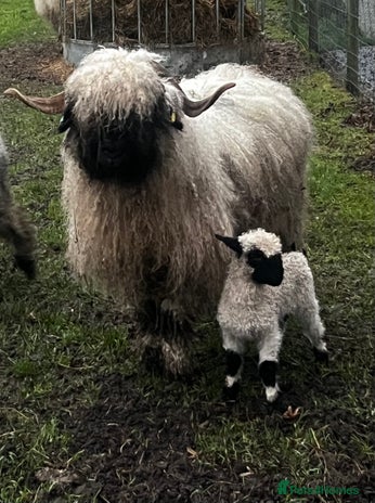 Sheep livestock in Heathfield - Advert 18