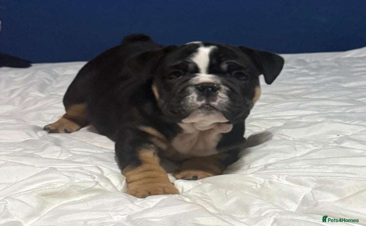 English Bulldog dogs New English bulldogs - Advert 4