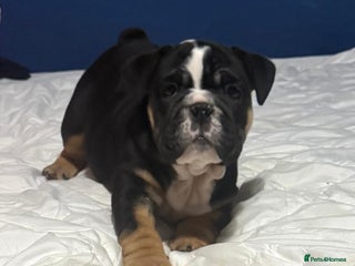 English Bulldog dogs New English bulldogs - Advert 1