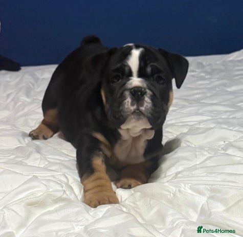 English Bulldog dogs New English bulldogs - Advert 4