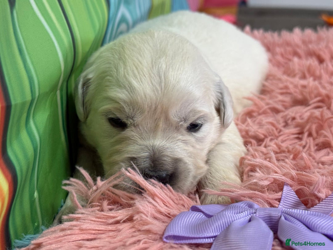 Golden Retriever dogs for sale: Beautiful KC reg DNA clear puppies available  - Advert 14