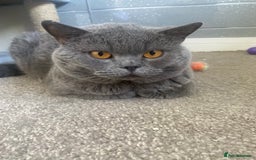 British Shorthair cats for sale: Stunning fluffy British short haired kittens  - Image 15
