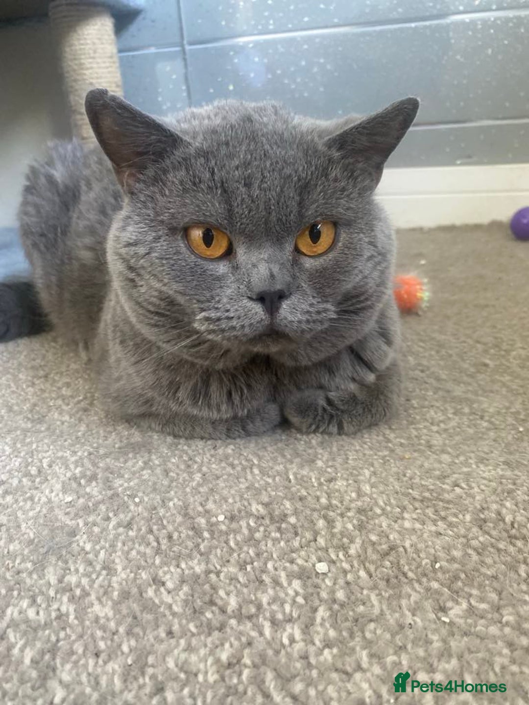 British Shorthair cats for sale: Stunning fluffy British short haired kittens  - Image 15