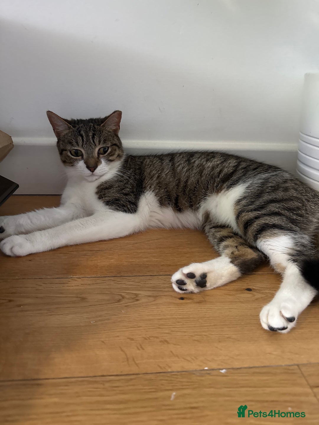 British Shorthair cats for sale: 2 British shorthair tabby cats  - Advert 1