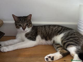 British Shorthair cats 2 British shorthair tabby cats - Advert 18