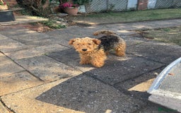 Welsh Terrier dogs for sale: Welsh Terrier - Image 3