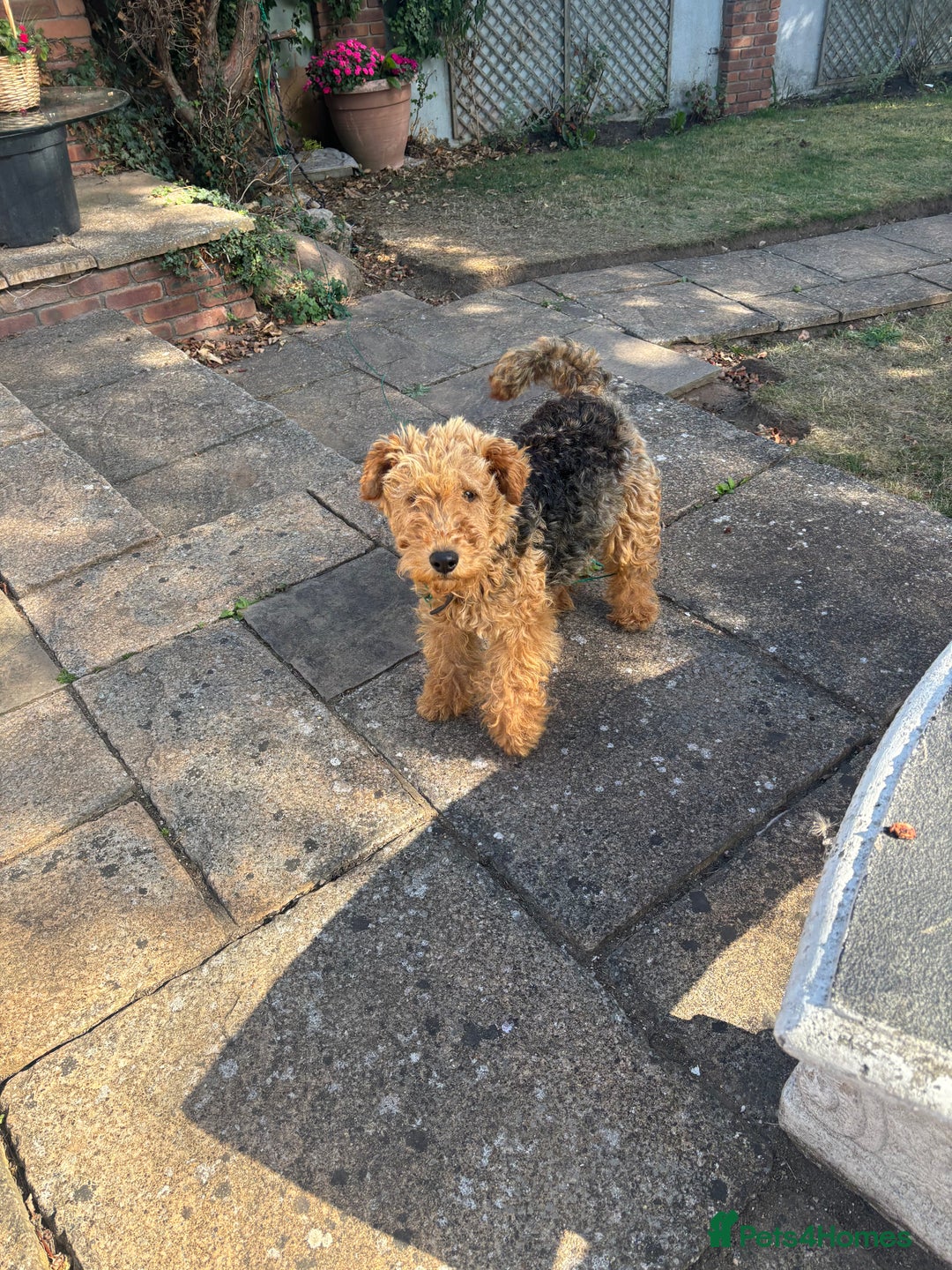 Welsh Terrier dogs for sale: Welsh Terrier - Image 3