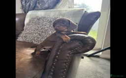 Dachshund dogs for sale: dachshund puppies - Image 4