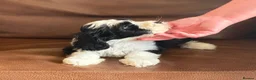 Tibetan Terrier dogs for sale: Beautiful Kc Registered Tibetan Terrier Puppies - Advert 7