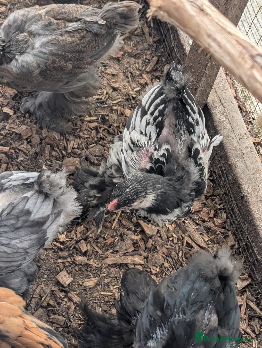 Chickens poultry for sale: Brahma-Vorwerk chicks Pure not mixed breeds - Image 7