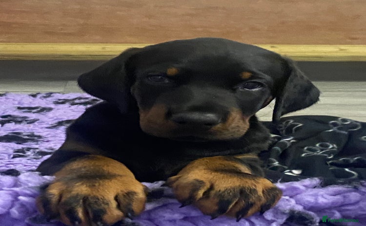 Dobermann dogs - Advert 1