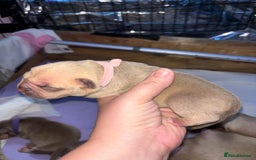 American Bully dogs for sale: Pocket bully puppy’s  - Image 40