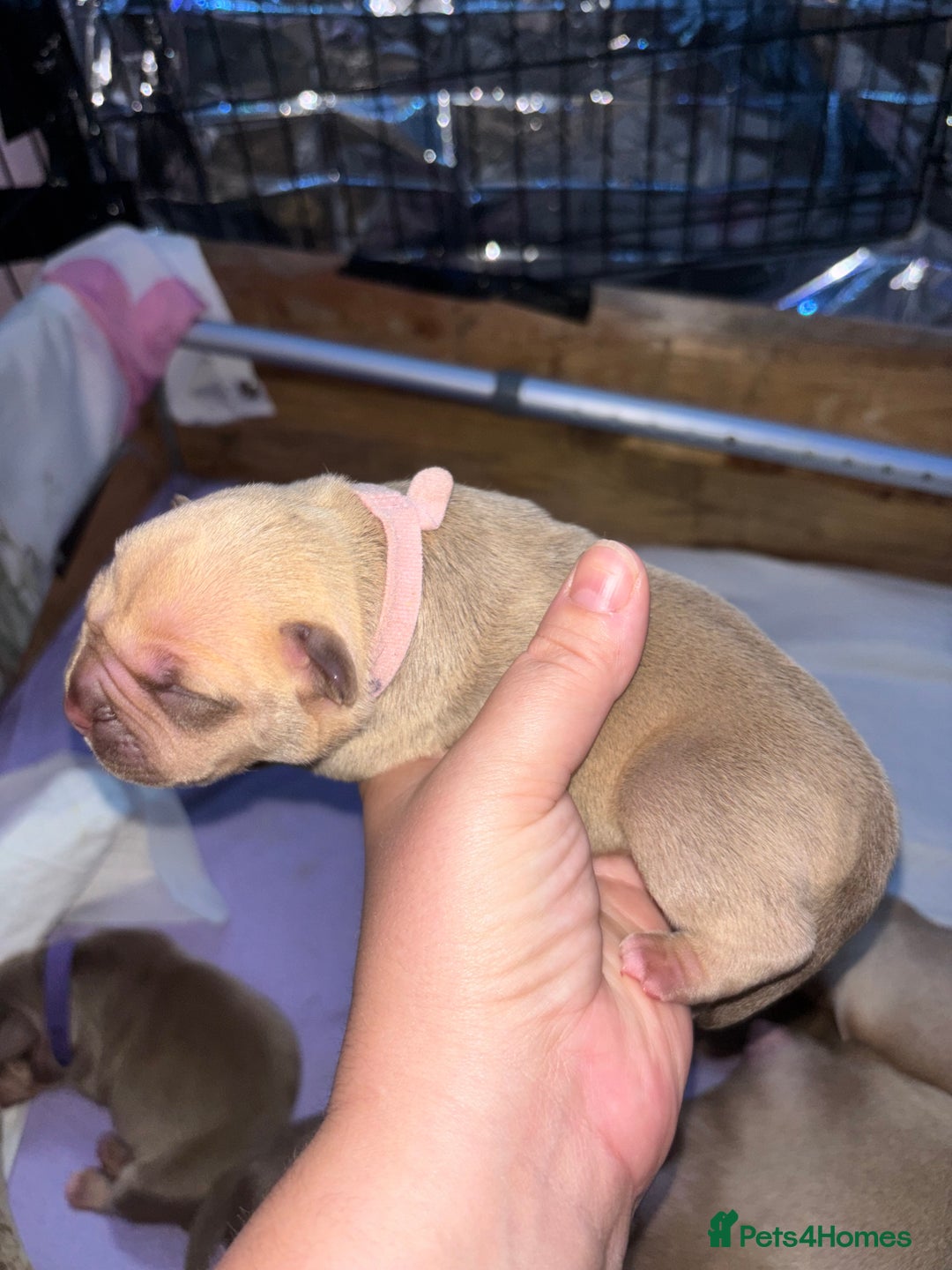 American Bully dogs for sale: Pocket bully puppy’s  - Image 40