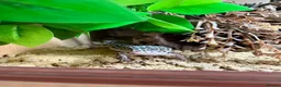 Leopard Gecko reptiles for sale: Mack snow leopard gecko  - Advert 2