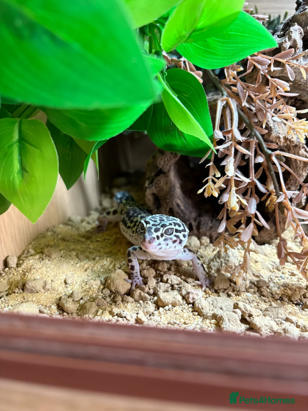 Leopard Gecko reptiles for sale: Mack snow leopard gecko  - Advert 2