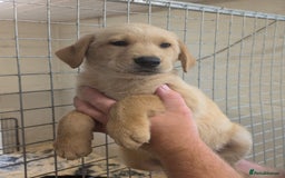 Mixed Breed dogs for sale: Gorgeous Sheprador Puppies  - Image 5