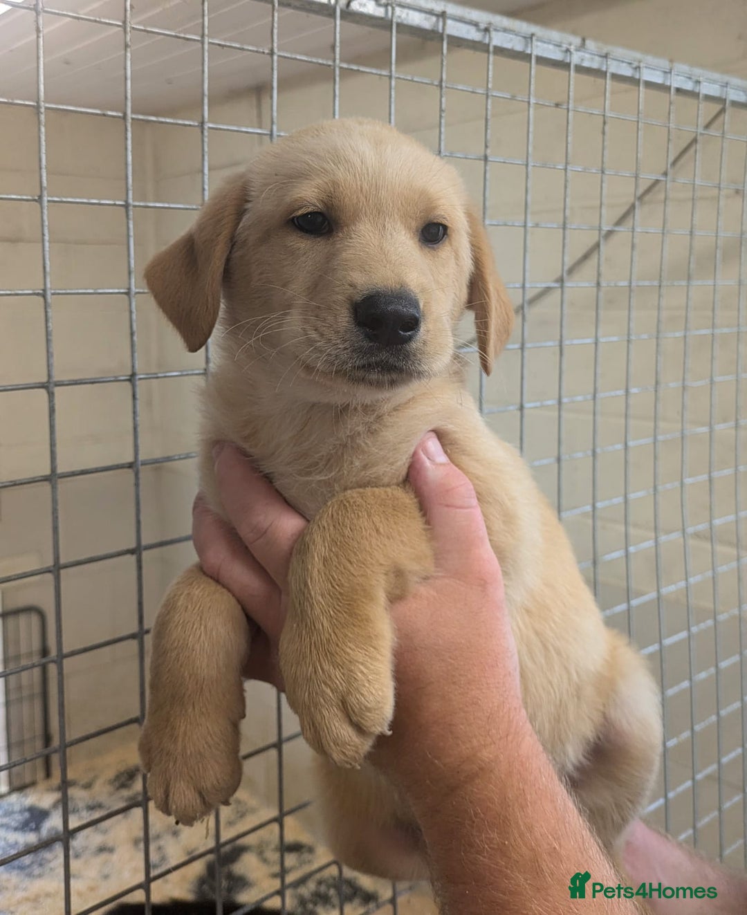 Mixed Breed dogs for sale: Gorgeous Sheprador Puppies  - Image 5