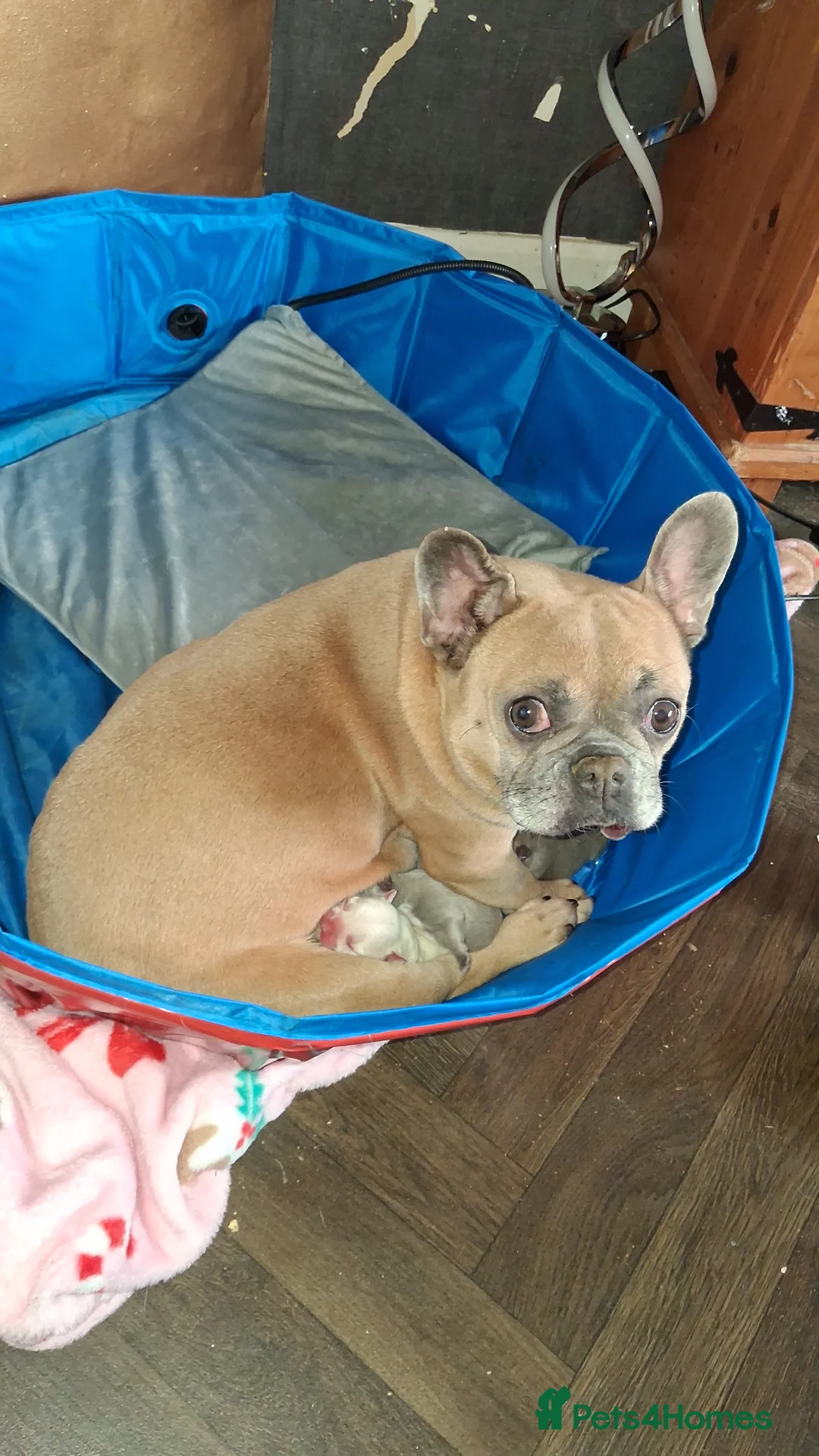 French Bulldog dogs for sale: Frenchie babys - Advert 1
