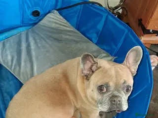 French Bulldog dogs Frenchie babys - Advert 8