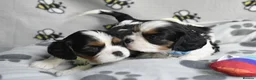 Cavalier King Charles Spaniel dogs for sale: Fully Health Tested KC Cavalier King Charles S in Rugby - Advert 16
