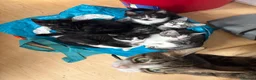 Domestic Shorthair cats for sale: READY TO GO‼️ 5 kittens! - Advert 1