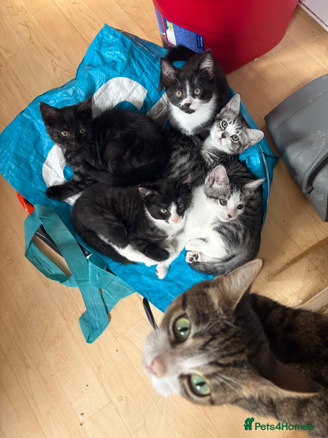 Domestic Shorthair cats for sale: READY TO GO‼️ 5 kittens! - Advert 1