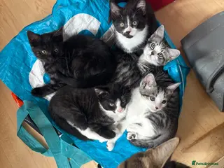 Domestic Shorthair cats READY TO GO‼️ 5 kittens! - Advert 6
