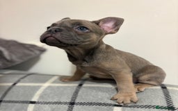 French Bulldog dogs for sale: 3 beautiful pedigree French bulldog puppies  - Image 4