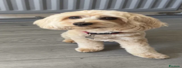 Rosie