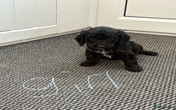 Cockapoo dogs for sale: Cockapoo puppies  - Image 4