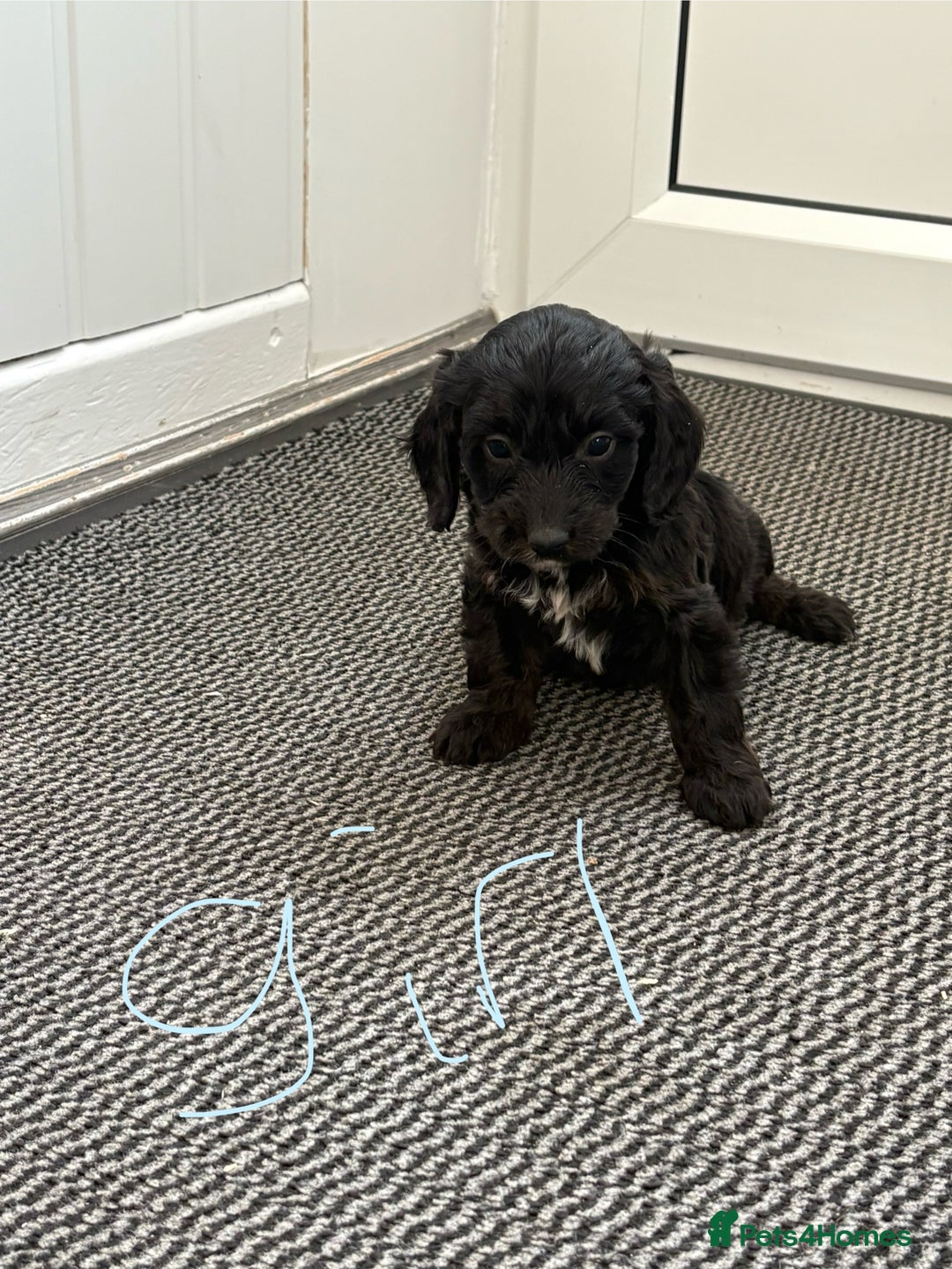 Cockapoo dogs for sale: Cockapoo puppies  - Image 4