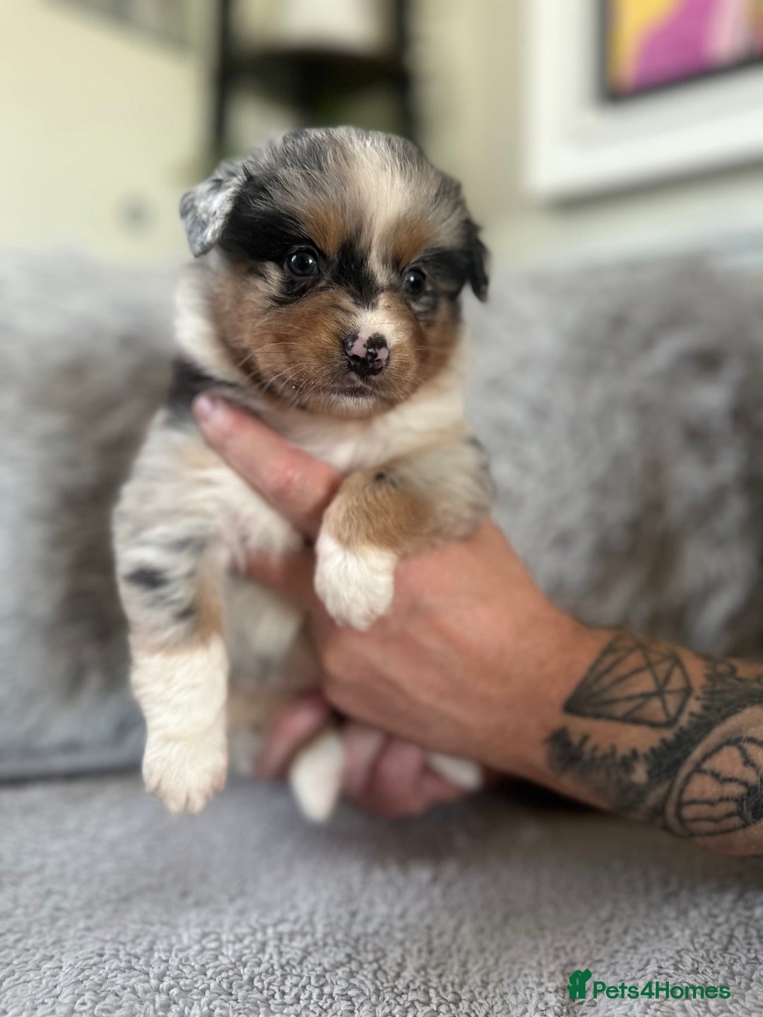 Australian Shepherd dogs for sale: 3 remaining- Beautiful Australian Shepherds  - Image 23