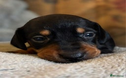 Miniature Dachshund dogs for sale: Stunning Miniature Dachshund Puppies - Image 2