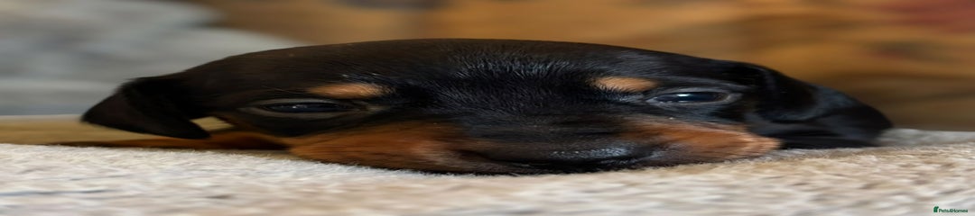Black and Tan Boy